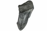 Partial, Fossil Megalodon Tooth #194014-1